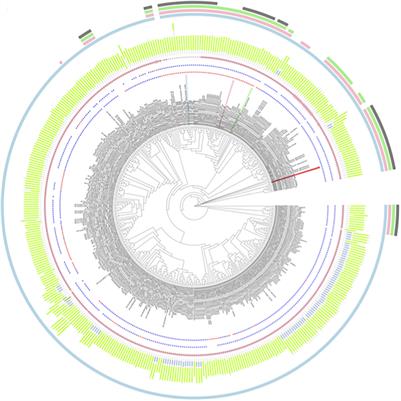 Structural and Evolutionary Analyses of PR-4 SUGARWINs Points to a Different Pattern of Protein Function